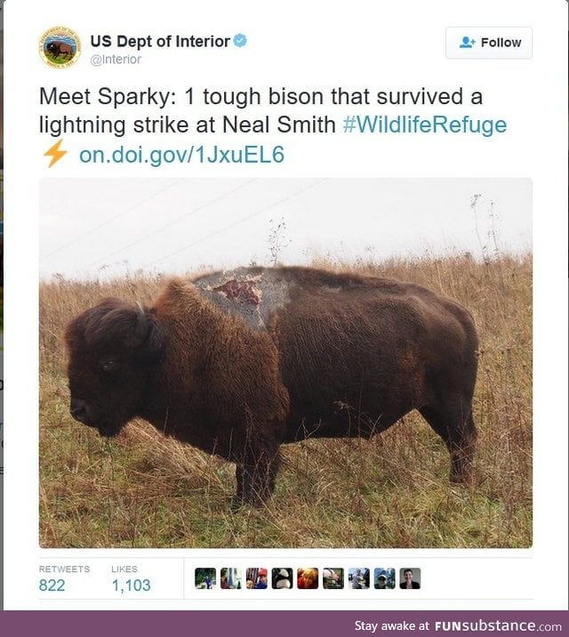 Bison hit by lightning and survived