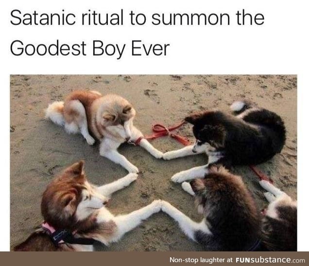 They're already the goodest boys