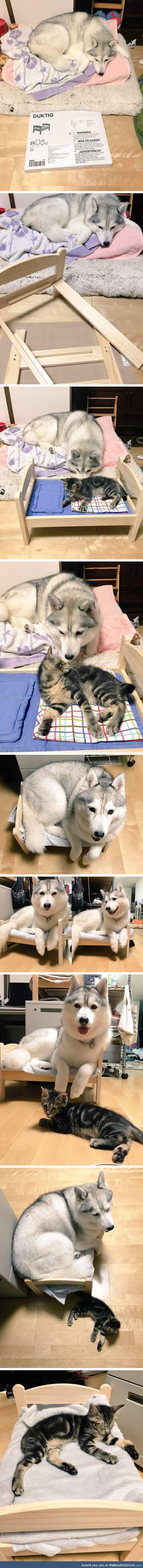 If it fits, I sits: Moon moon sits sleep in a small bed