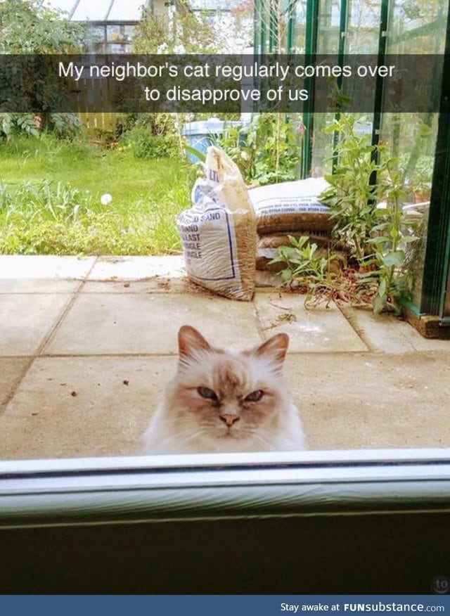 Considerate Neighbor Kitty Giving Free Disapprovals