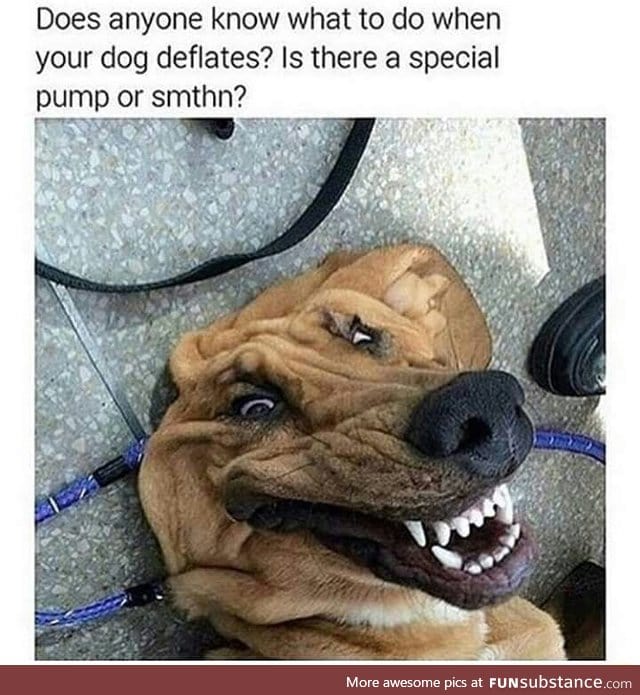 Deflated dog