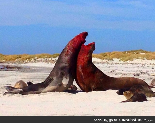 Two male elephant seals fighting for dominance