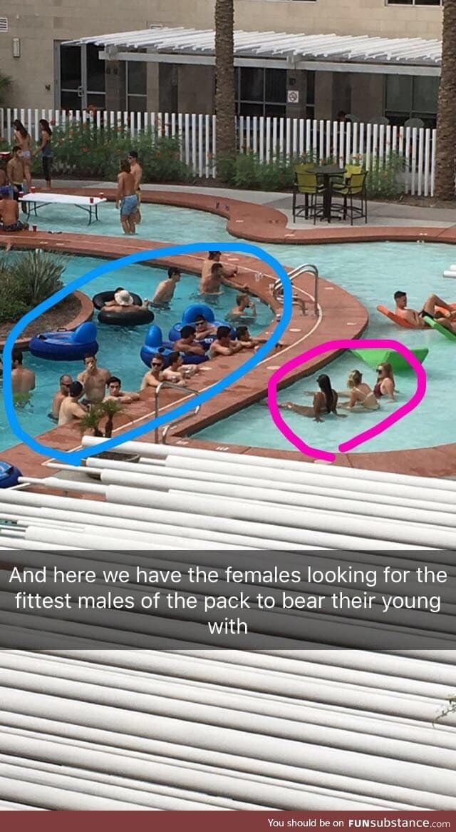 Scene at the pool