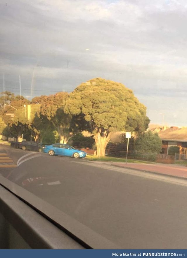 This tree looks like straight up broccoli