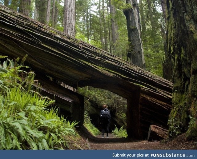 Trail through a fallen Redwood