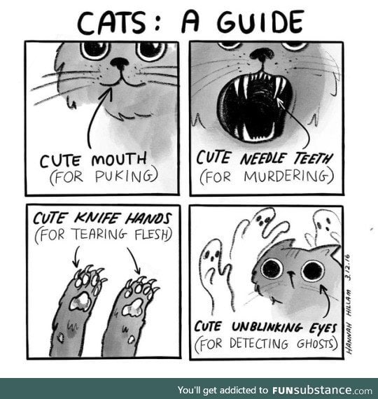 Meownee-chan's guide to.... Cats!