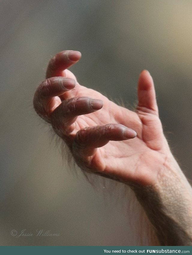 The hand of a young orangutan, photo by Jessie Williams