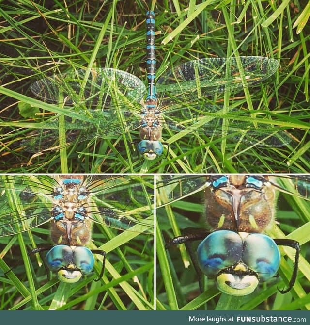 This dragonfly looks like he just farted and is really pleased with himself