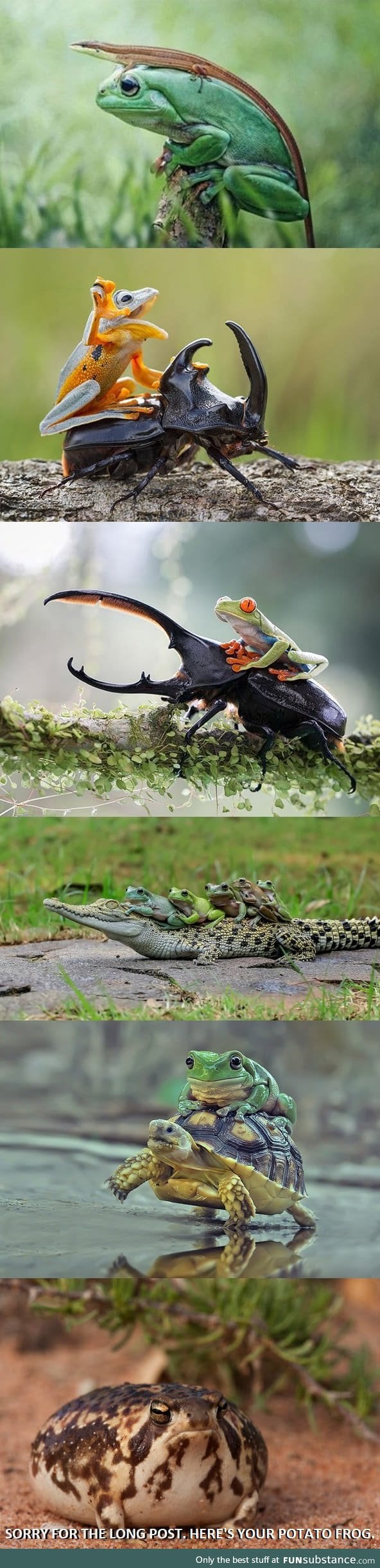 Frogs riding other animals