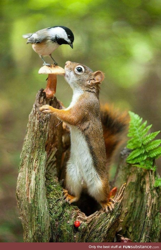 Mushroom, chickadee and a squirrel