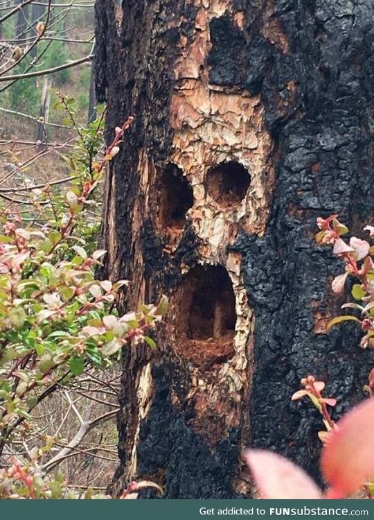 A woodpecker did this