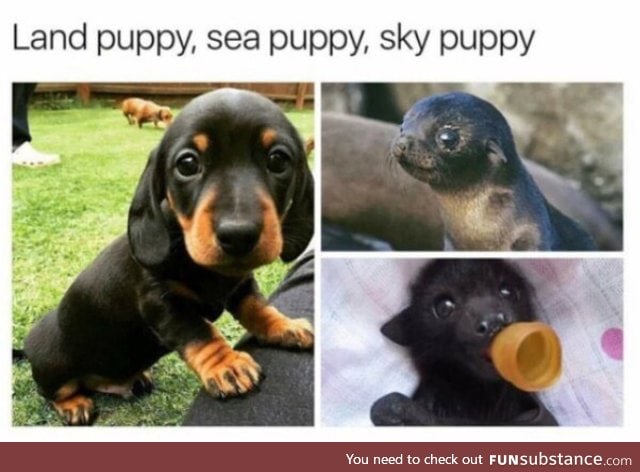 The Types of Puppies