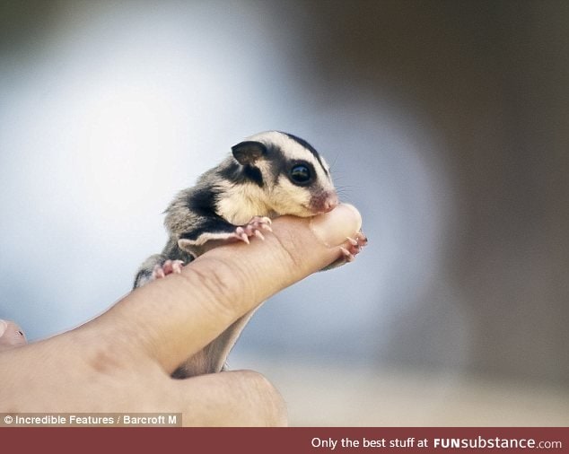 Day 595 of your daily dose of cute: *Google's tiny baby creature*