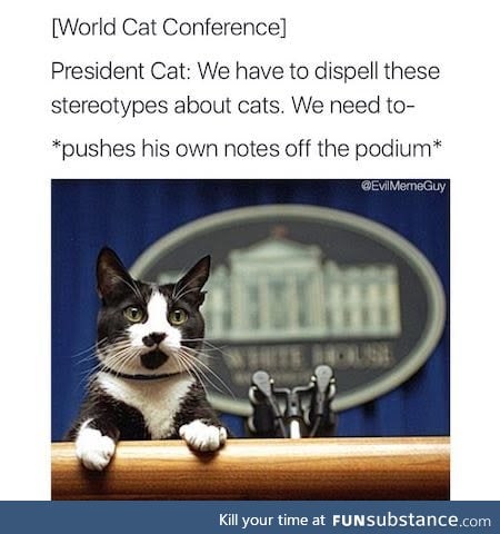 Mr. Catsident doing important things