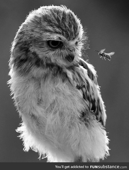 An owl and a bee check each other out