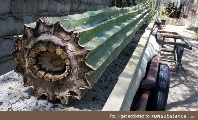 Inside a Saguaro cactus