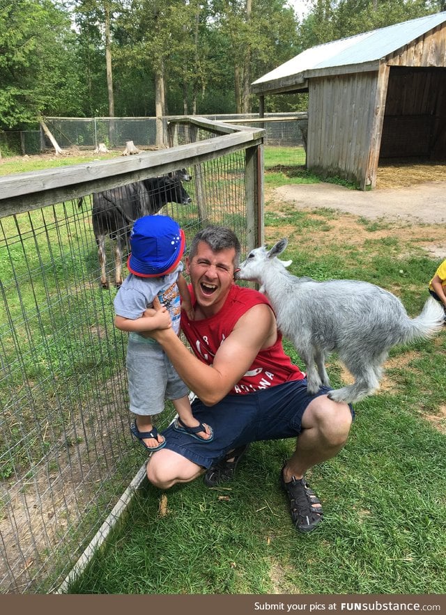 Vicious goat attack