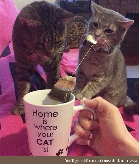 Home for cat people