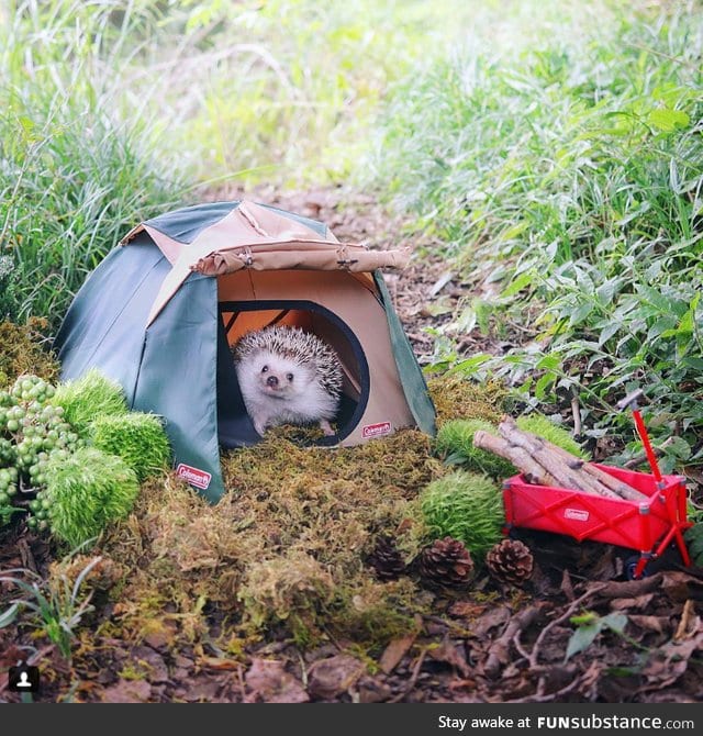 gonna go camping like..