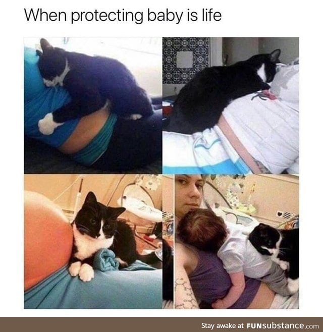 This cat will be a good parent