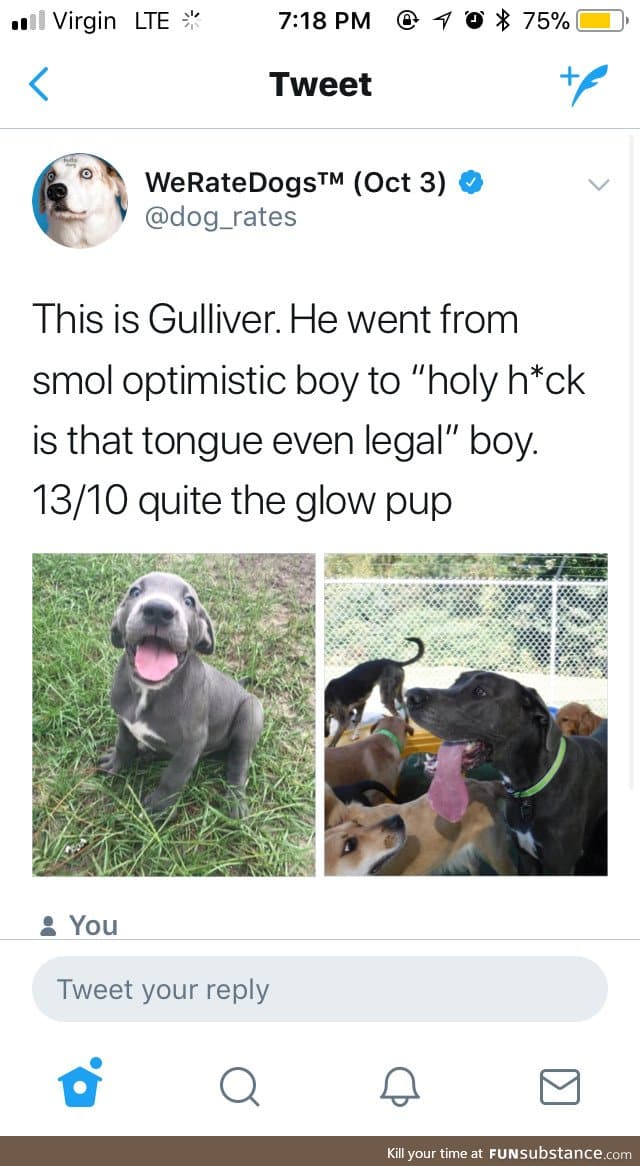 Gulliver is twitter famous!