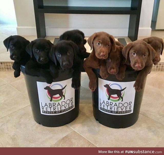 free puppies for everyone! <3