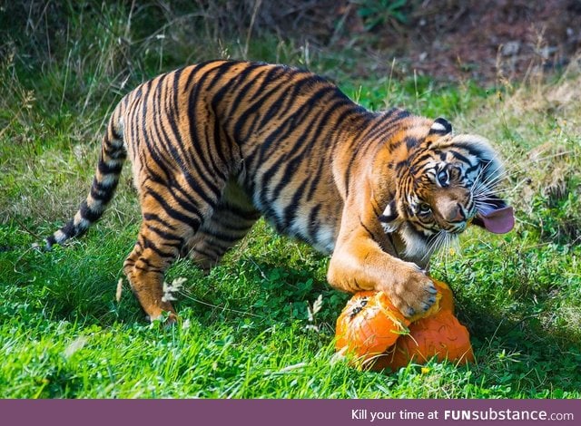 Sumatran Tiger loves pumpkin.