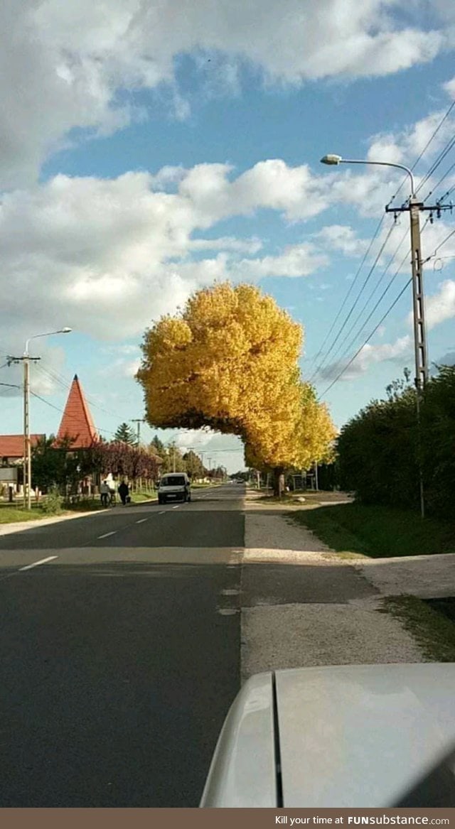 Just a tree in Hungary