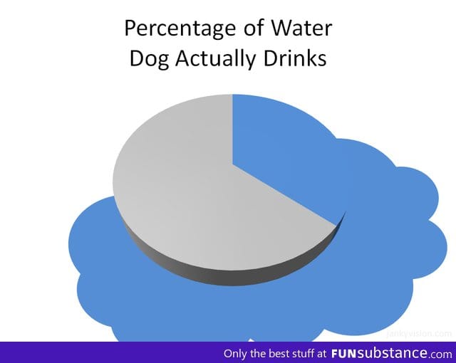 Percentage of water a dog drinks
