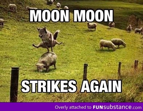 Moon Moon strikes again