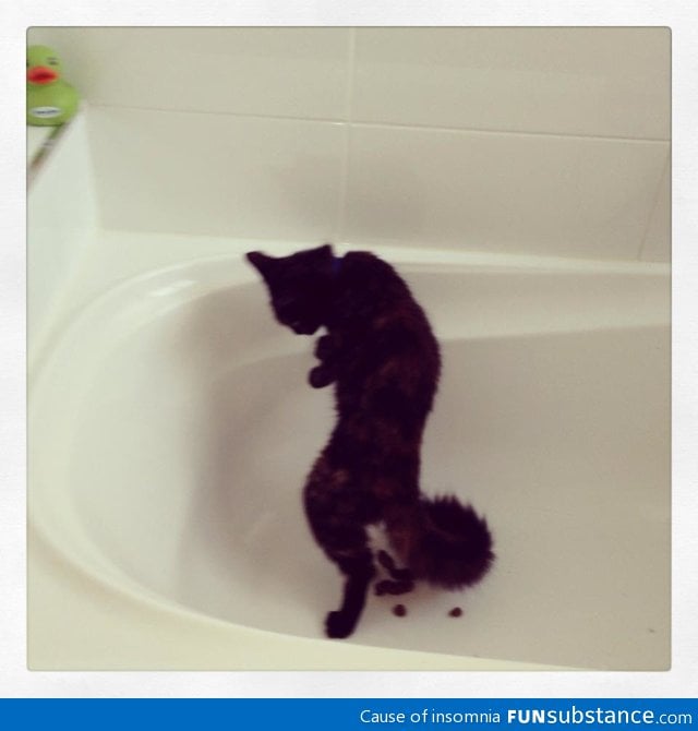 This cat was pooping in the bathtub standing up