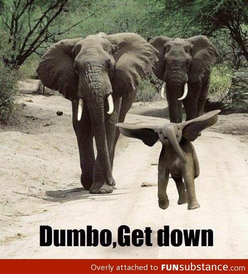 Dammit dumbo