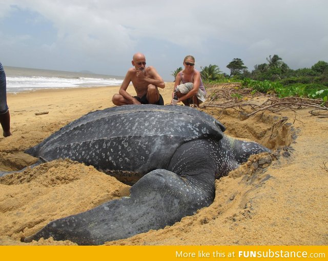 Giant leatherback sea turtle