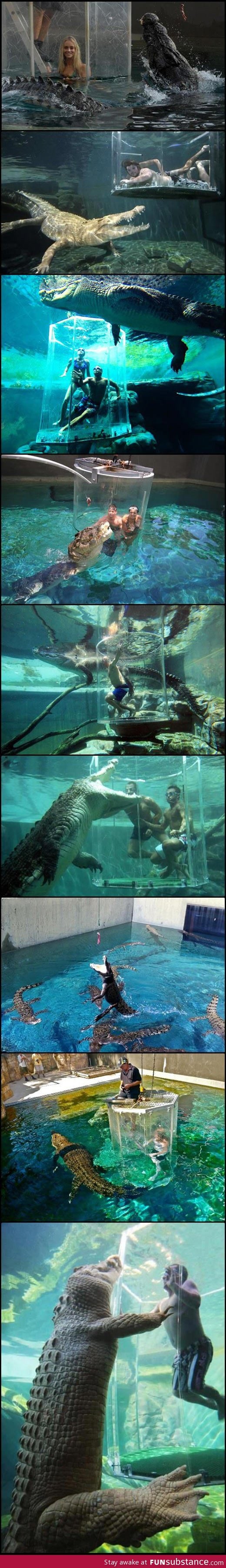 A terrifying place where you can swim with crocodiles