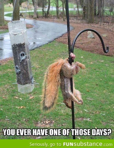 Cringed for the squirrel