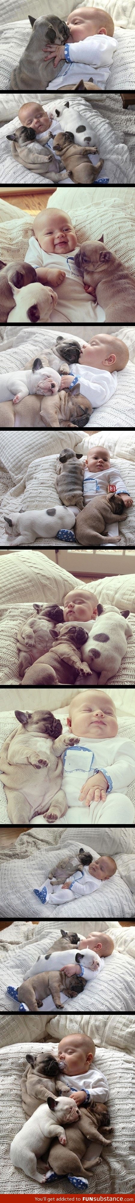 Cuteness overload! French bulldogs and a baby