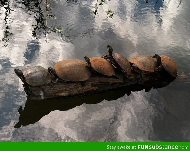 Turtle conga line at the park