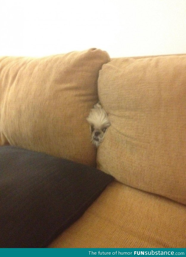 Dog isn't very good at hide and seek
