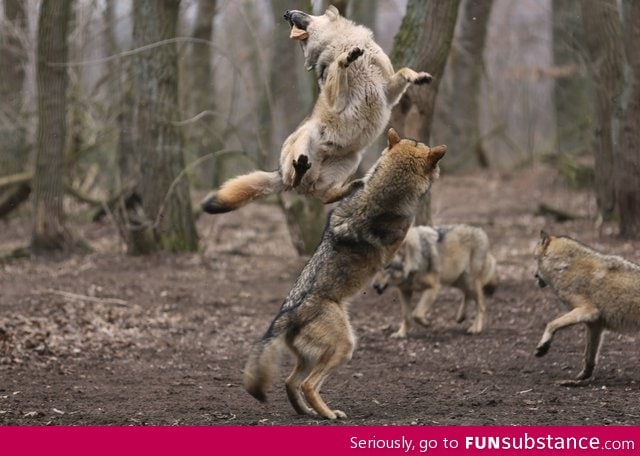 Танцующий волк песня. Волк танцует. Танцующий с волками. Танцующие волки. Волков танцы.