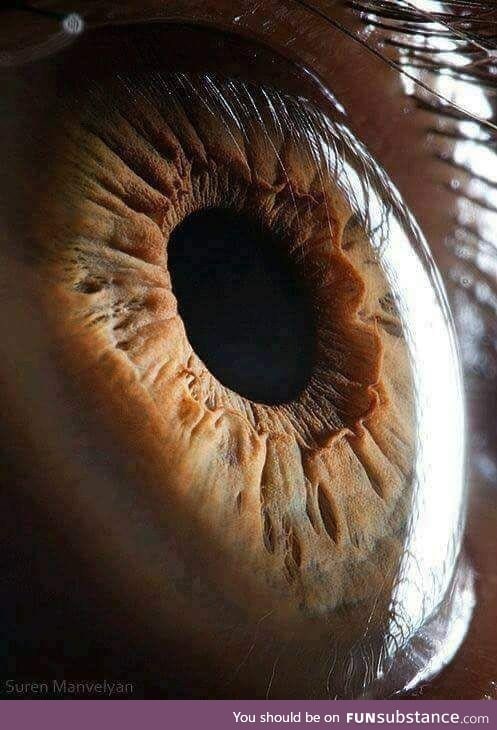 A micro photo of an eye