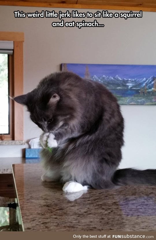 Some cats are weird
