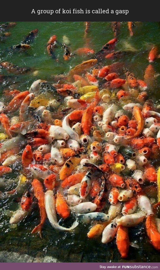 A group of koi fish is called a gasp