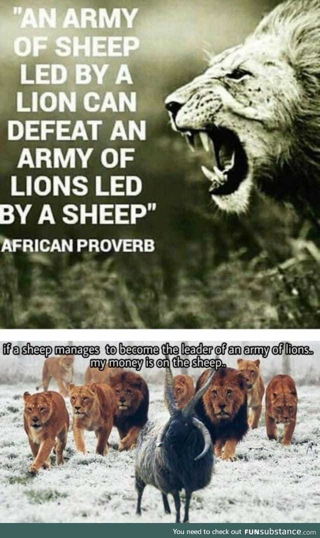 Sheep v lion