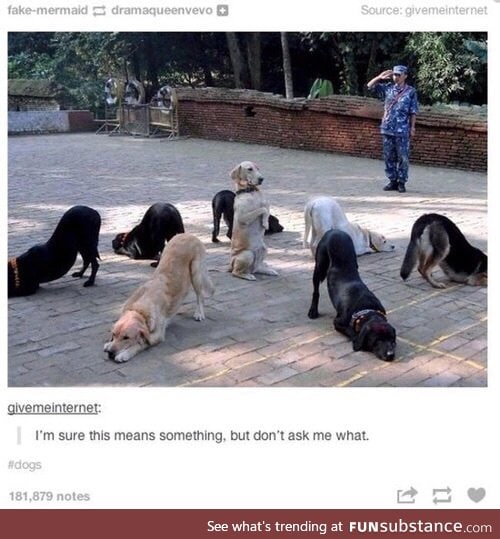And they say dogs are understandable