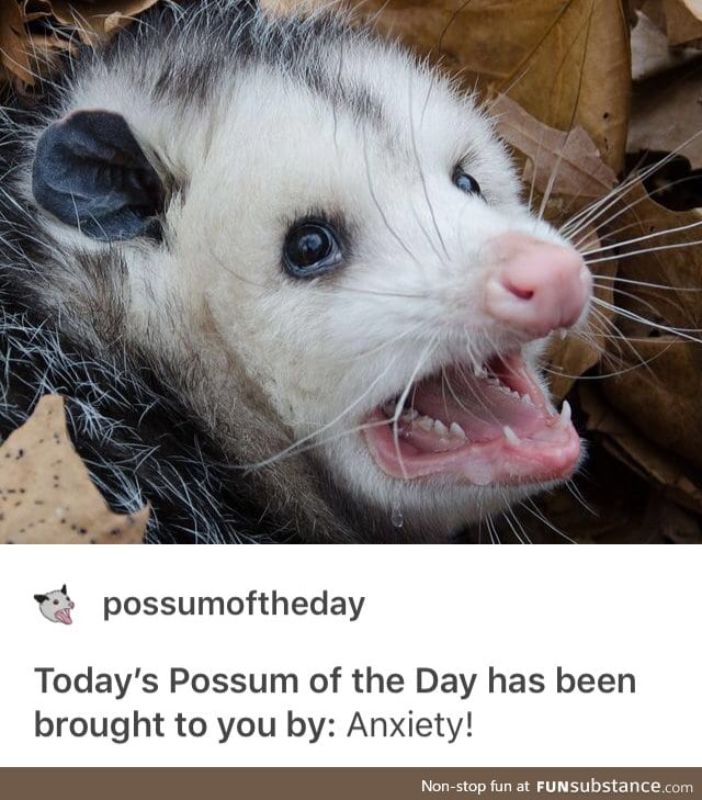 Me: am a screaming possum
