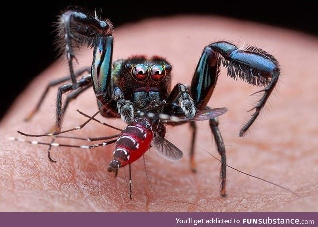 Spider eating a mosquito drinking blood from a human