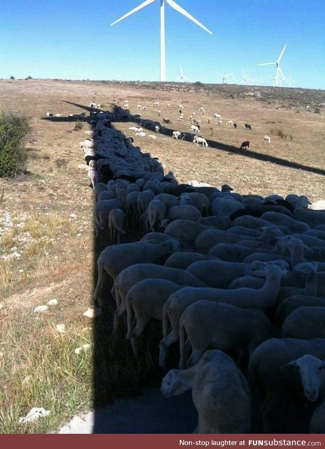 Even sheep want shade