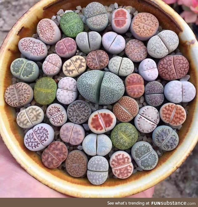 Lithops, Namibian and South African plants that have evolved to look like stones