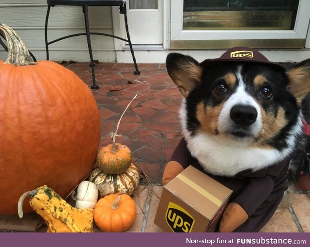 delivery boye doin a heckin good job this halloween