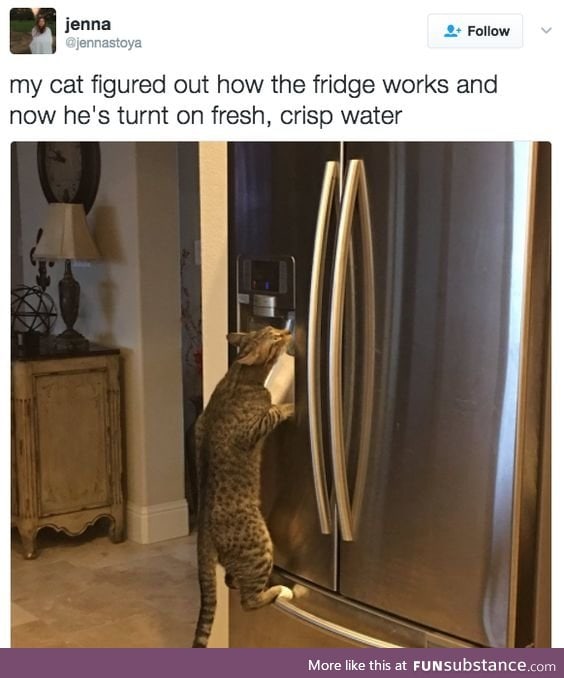 high maintenance cat
